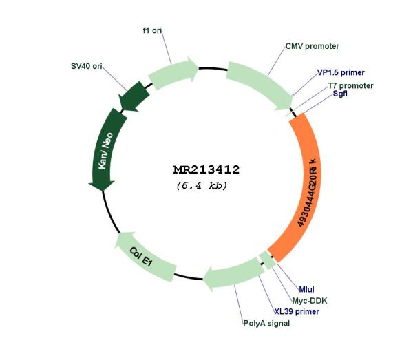 Circular map for MR213412