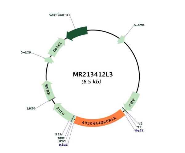 Circular map for MR213412L3