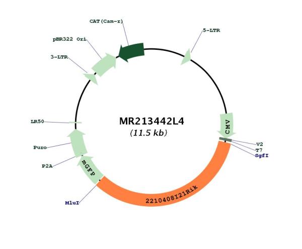 Circular map for MR213442L4