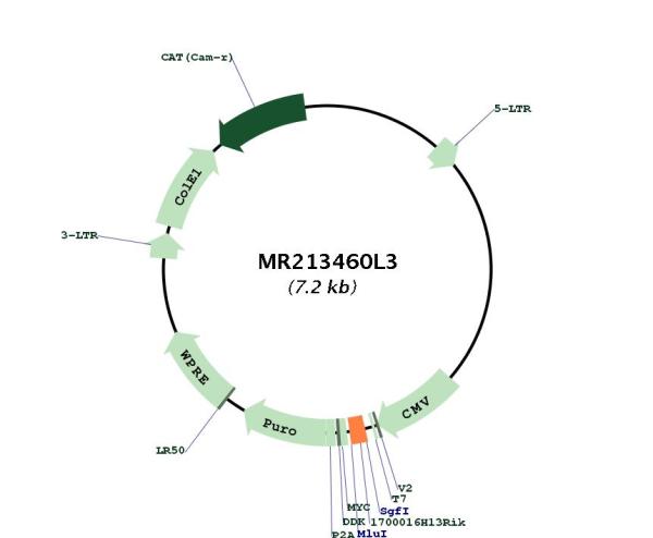 Circular map for MR213460L3