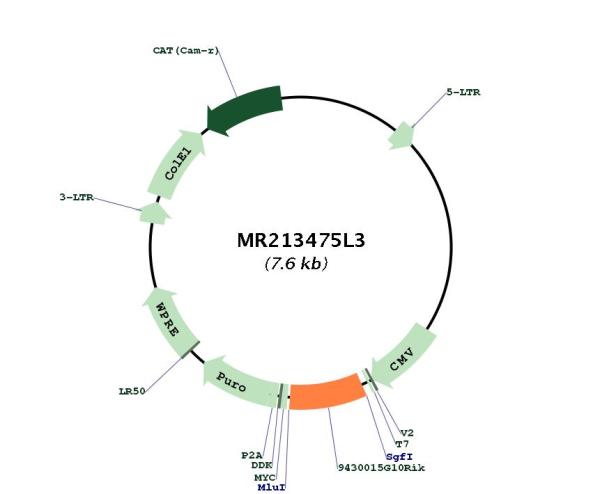 Circular map for MR213475L3