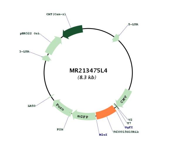 Circular map for MR213475L4