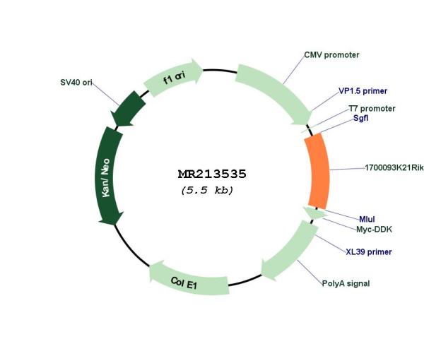 Circular map for MR213535