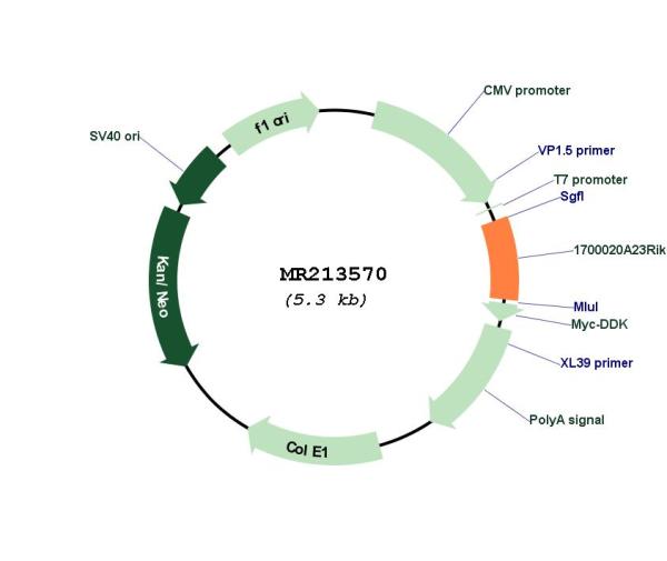 Circular map for MR213570