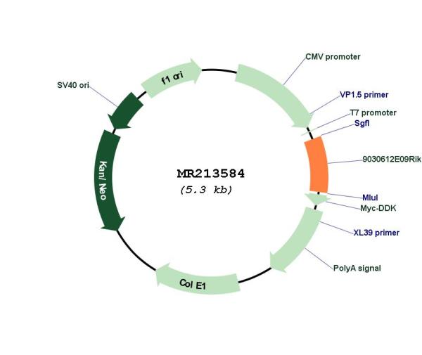 Circular map for MR213584