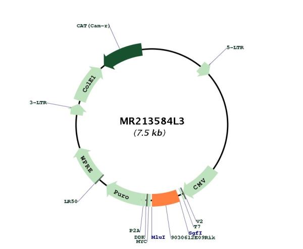 Circular map for MR213584L3