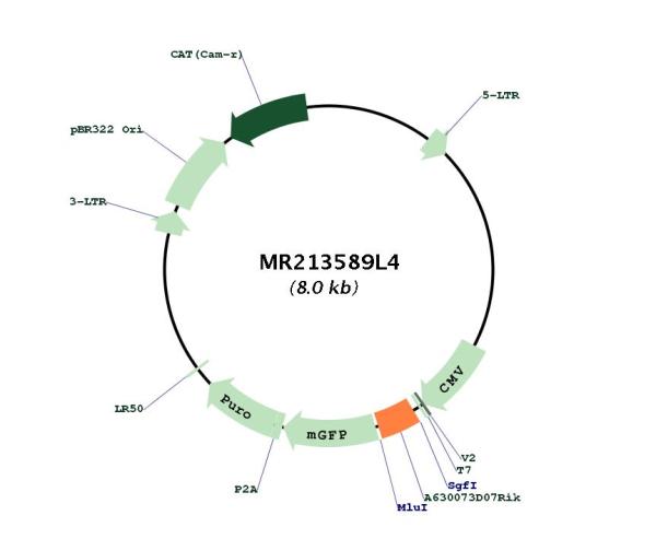 Circular map for MR213589L4