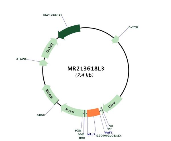 Circular map for MR213618L3