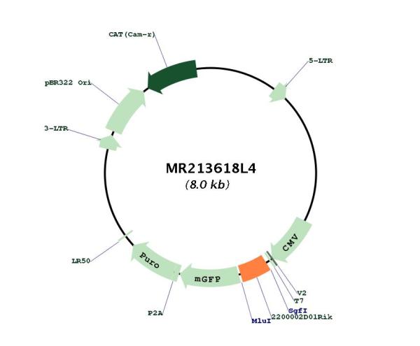 Circular map for MR213618L4