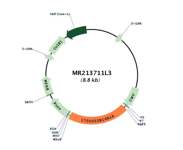 Circular map for MR213711L3