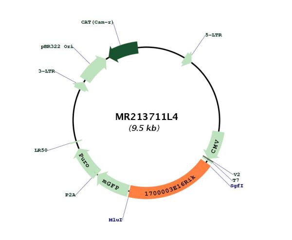 Circular map for MR213711L4