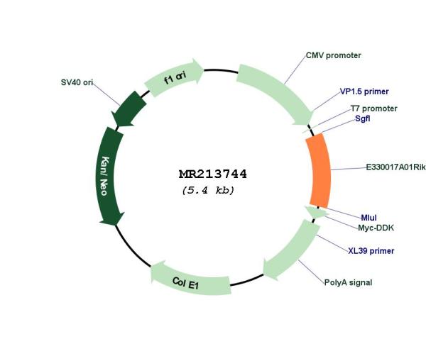 Circular map for MR213744