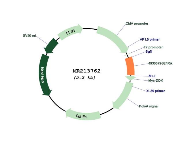 Circular map for MR213762
