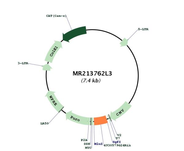 Circular map for MR213762L3