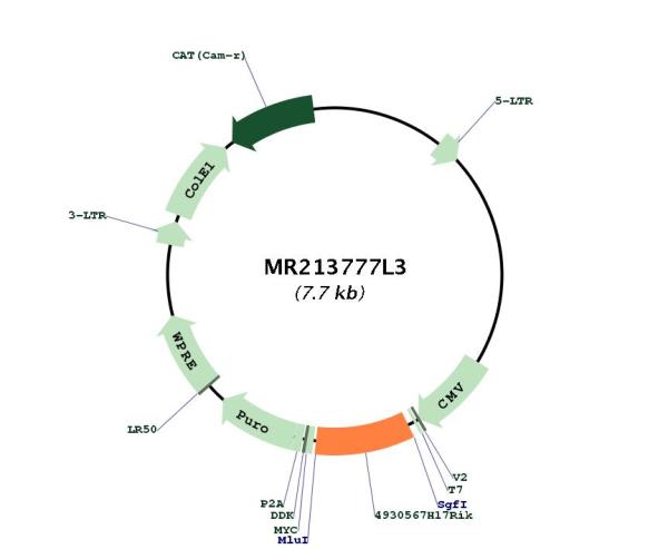 Circular map for MR213777L3