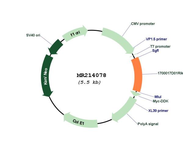 Circular map for MR214078