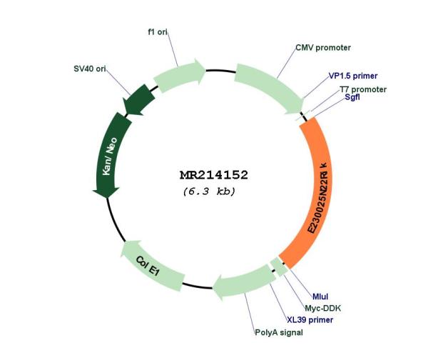Circular map for MR214152