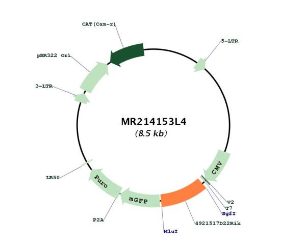 Circular map for MR214153L4