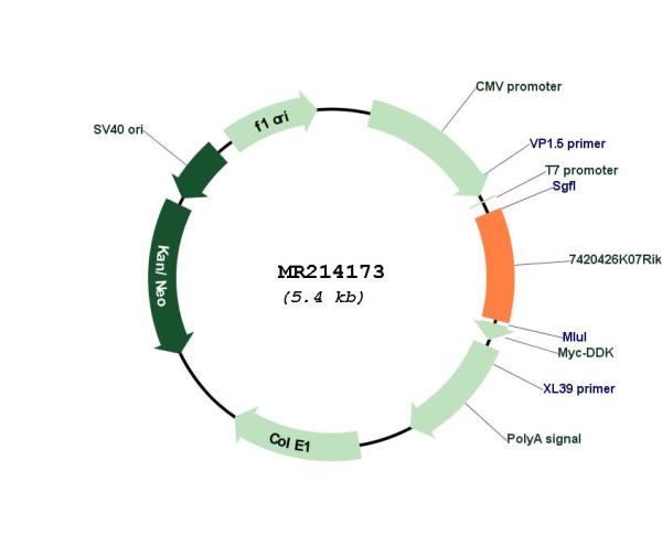 Circular map for MR214173