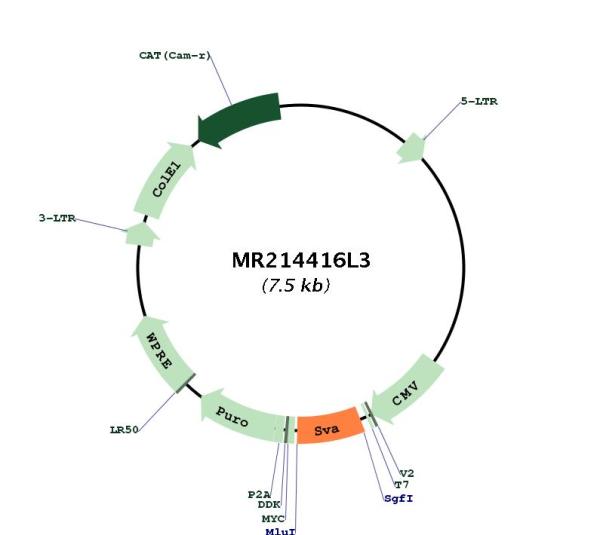 Circular map for MR214416L3