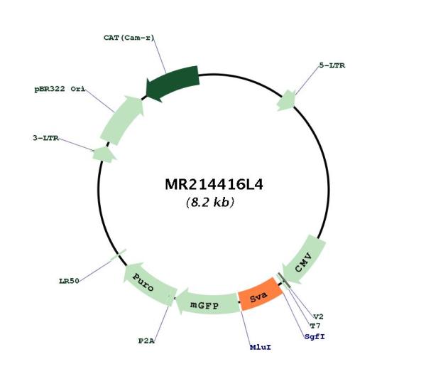Circular map for MR214416L4