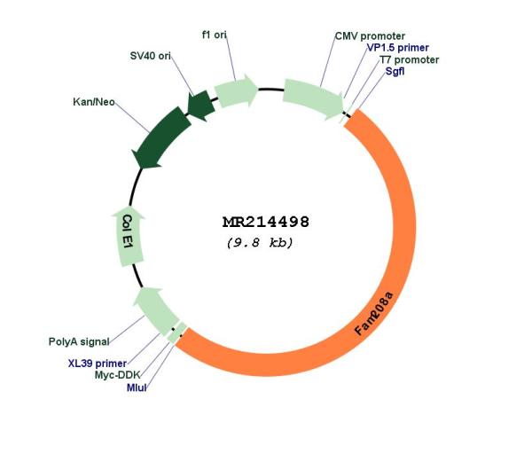 Circular map for MR214498