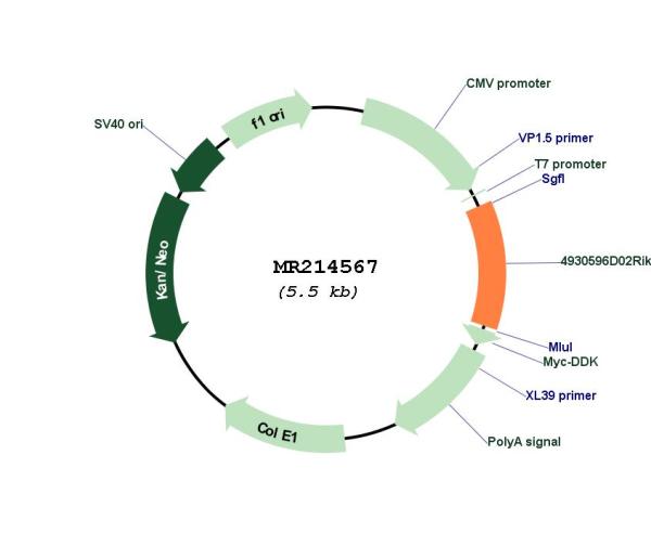Circular map for MR214567
