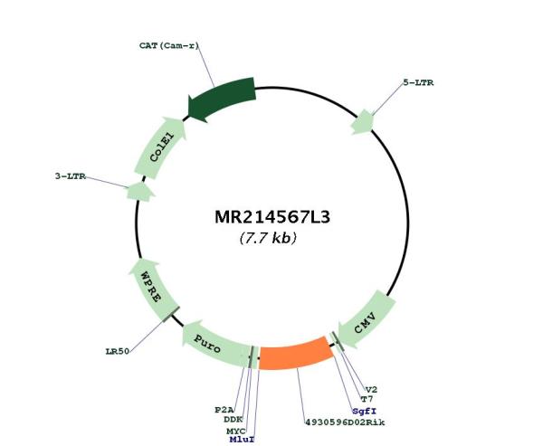 Circular map for MR214567L3