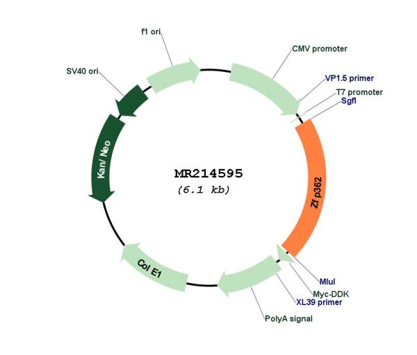 Circular map for MR214595
