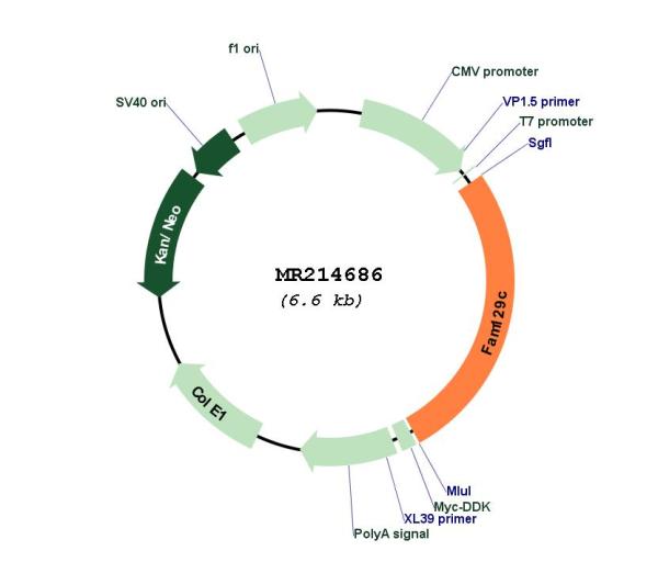 Circular map for MR214686