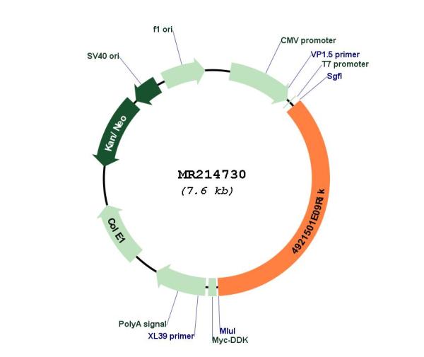 Circular map for MR214730