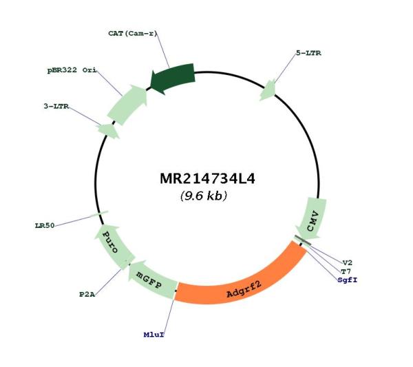 Circular map for MR214734L4