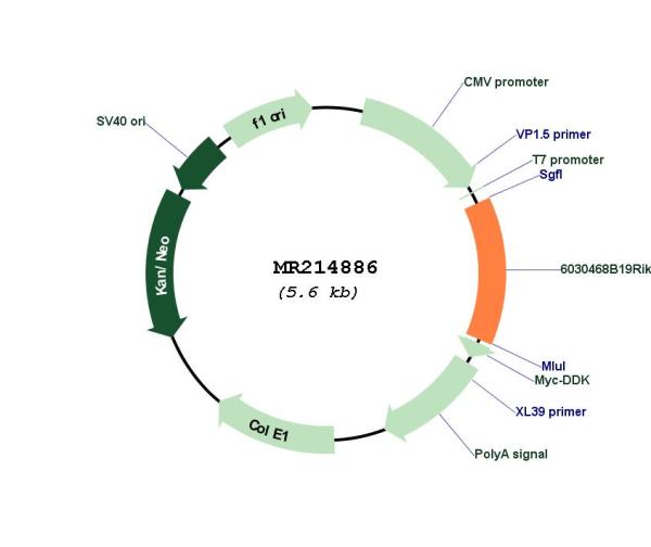 Circular map for MR214886