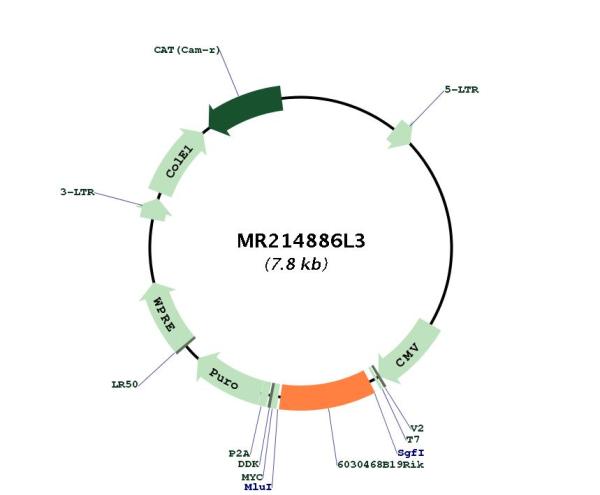 Circular map for MR214886L3