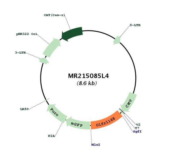 Circular map for MR215085L4