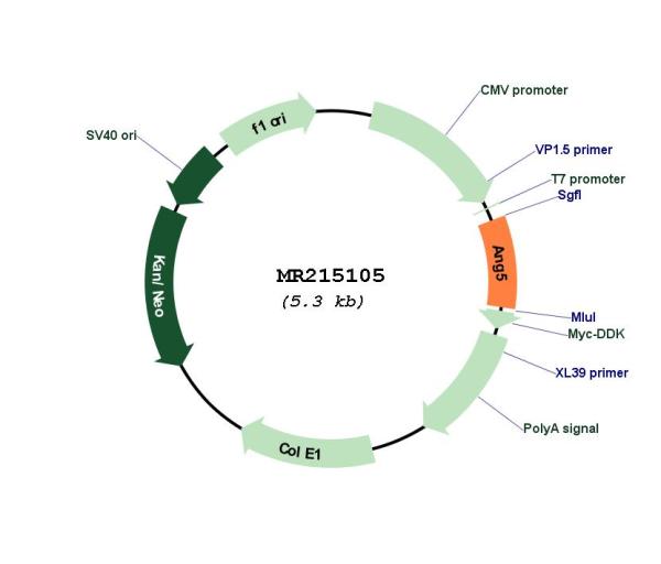 Circular map for MR215105