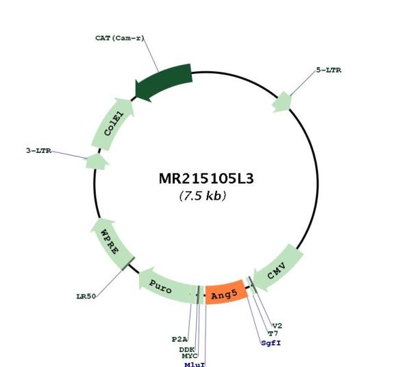 Circular map for MR215105L3