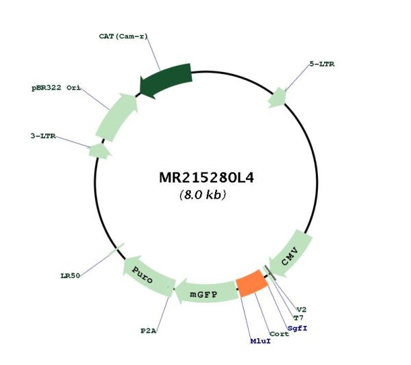 Circular map for MR215280L4
