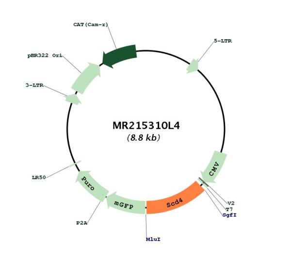 Circular map for MR215310L4