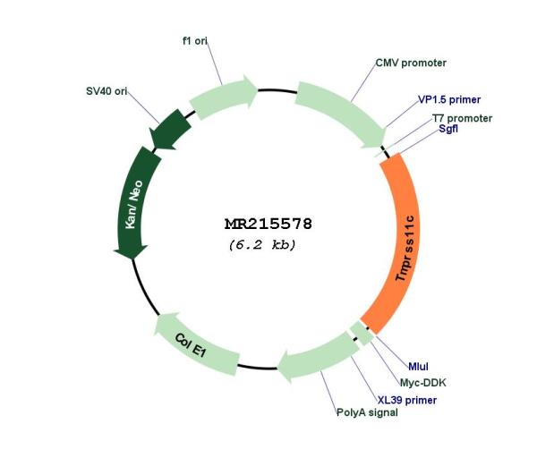 Circular map for MR215578