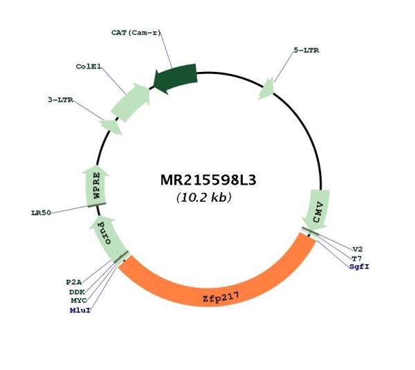 Circular map for MR215598L3