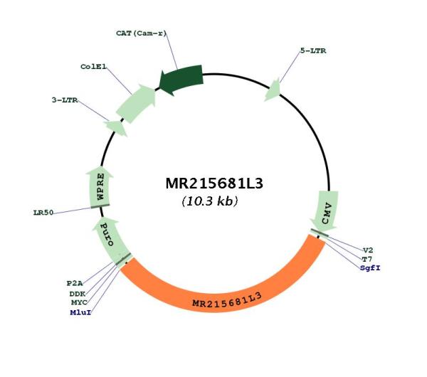 Circular map for MR215681L3