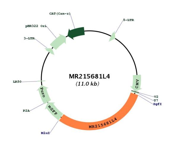 Circular map for MR215681L4