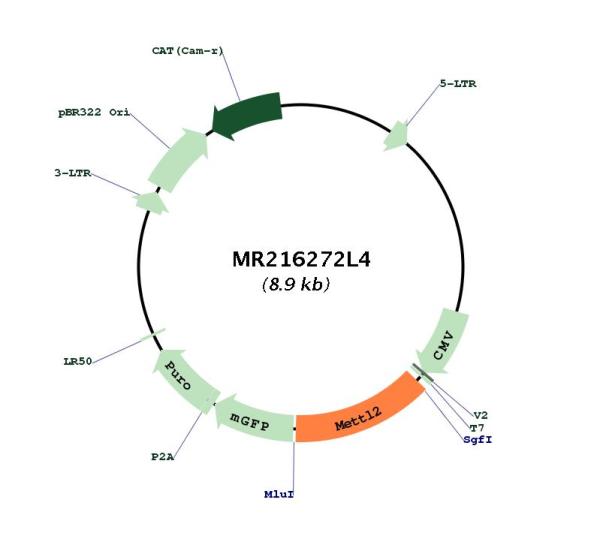Circular map for MR216272L4