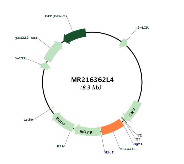 Circular map for MR216362L4