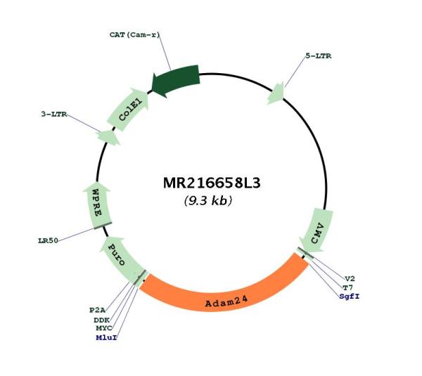 Circular map for MR216658L3