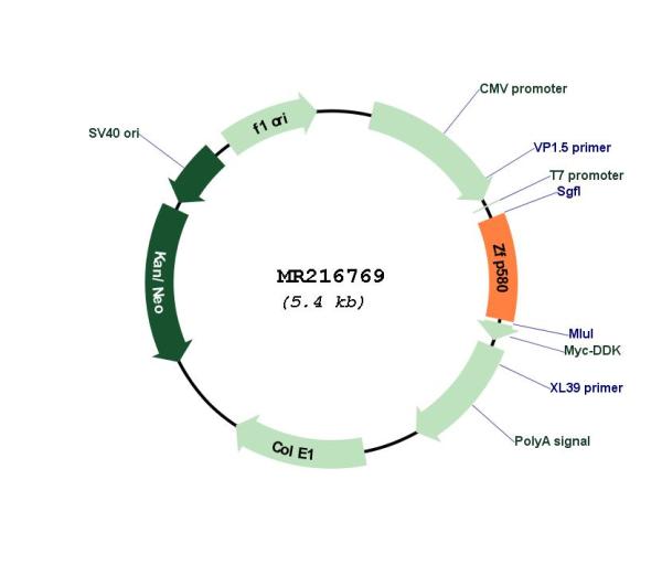 Circular map for MR216769