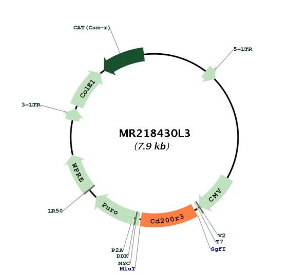Circular map for MR218430L3