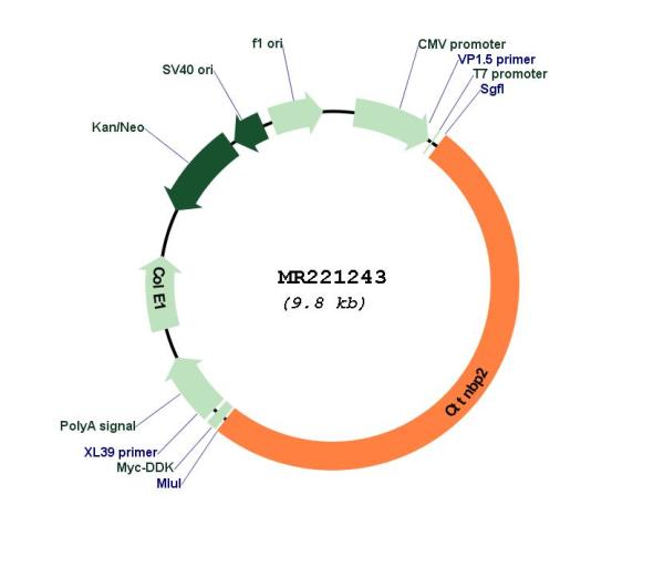 Circular map for MR221243
