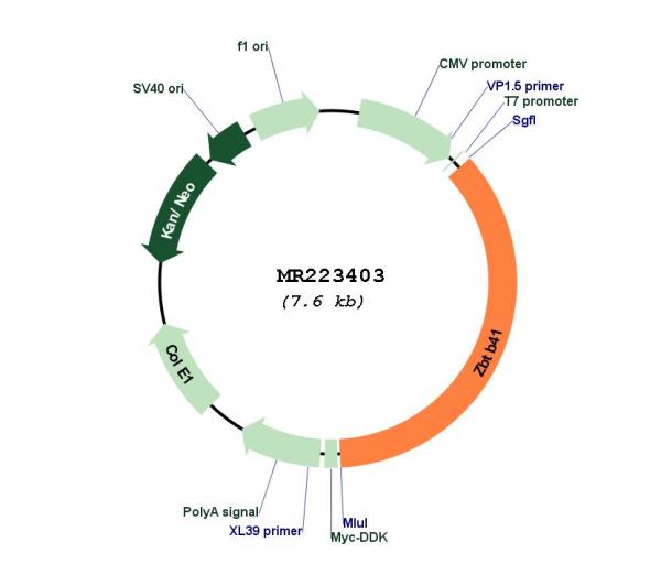Circular map for MR223403